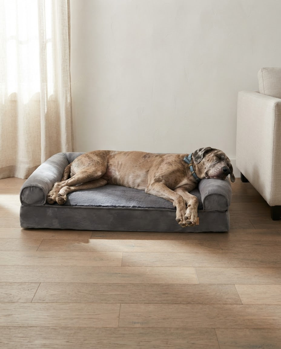 A large dog asleep on The Burrow calming orthopedic sofa bed in an Australian living room