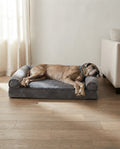 A large dog asleep on The Burrow calming orthopedic sofa bed in an Australian living room