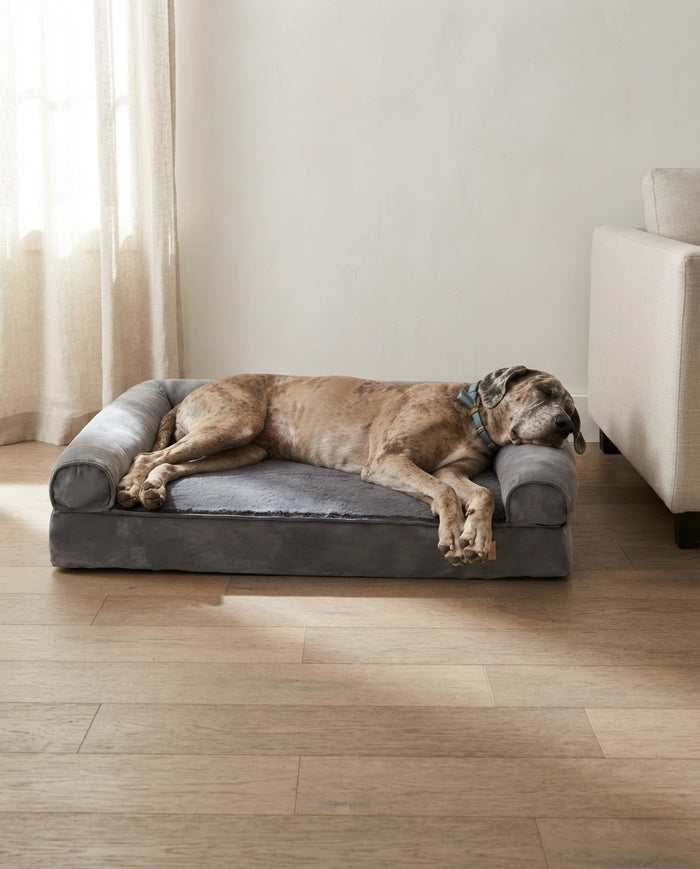 A large dog asleep on The Burrow calming orthopedic sofa bed in an Australian living room